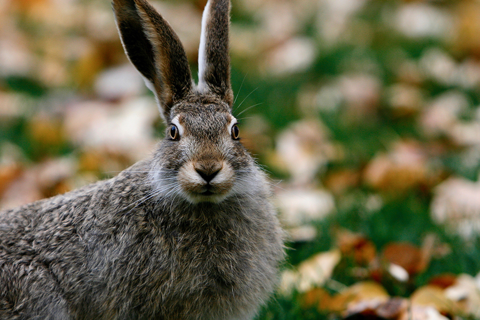 Herfstfoto haas