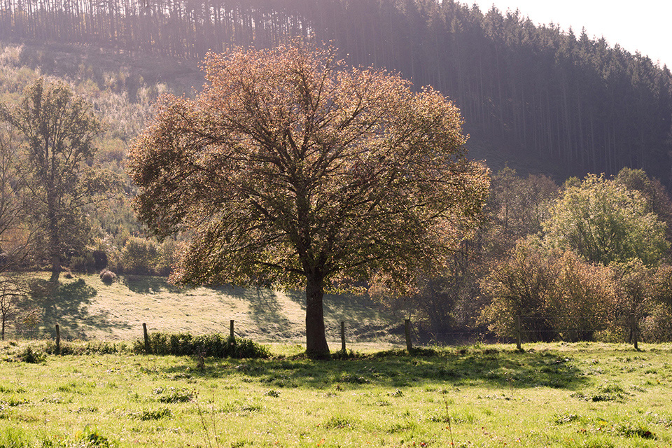 Herfstfoto-landschappen Ardennen