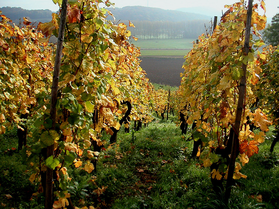 Herfstfoto Zuid-Limburg