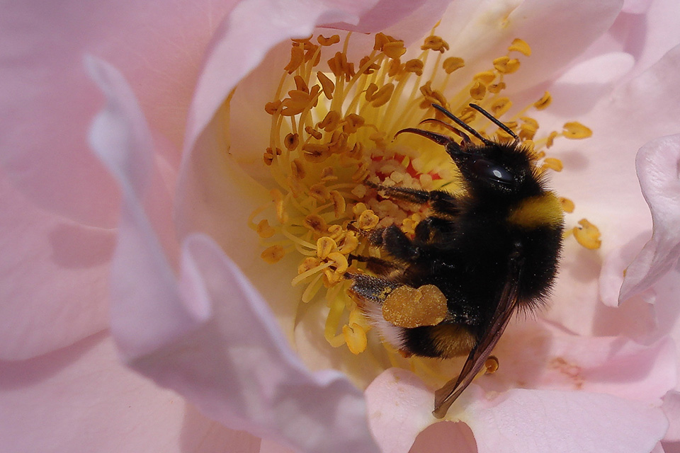 Hommel in roos Hommel in roos