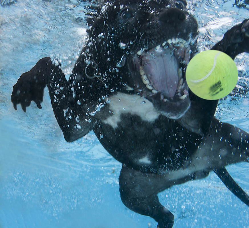 Hond onderwater Hond onderwater