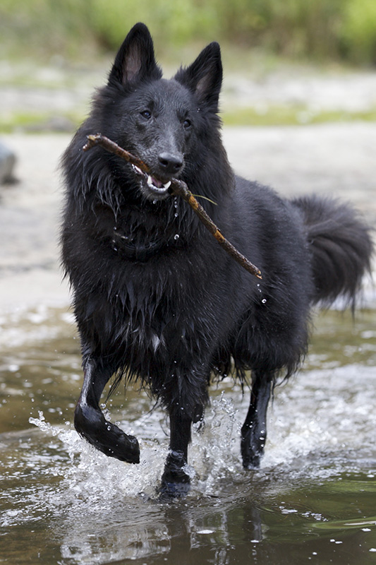 Hond met zwarte vacht Hond met zwarte vacht