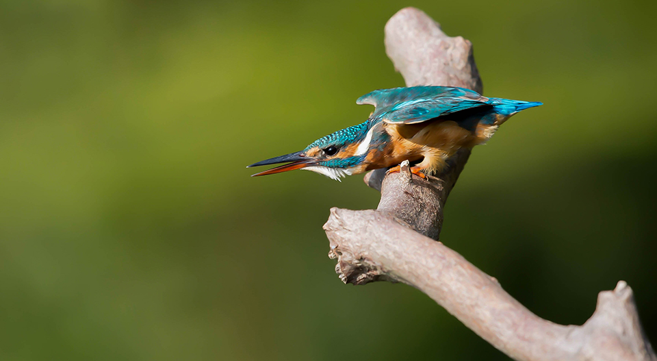 Ijsvogel dreiging 1 500 ISO 200 F4