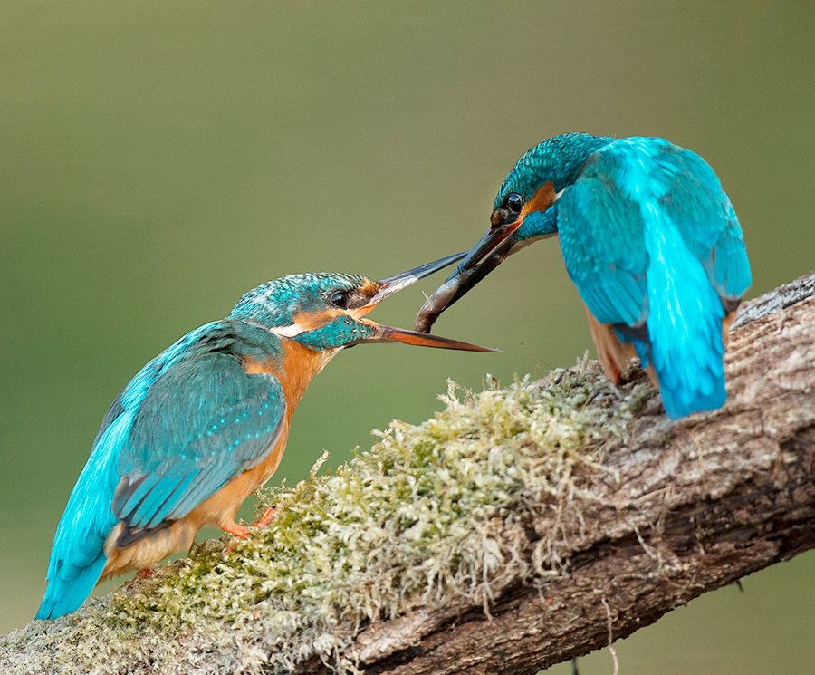 Ijsvogel echtpaar