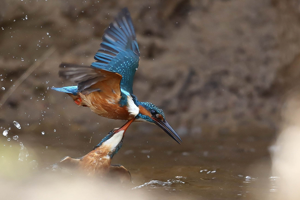 Ijsvogel in vlucht  dreiging