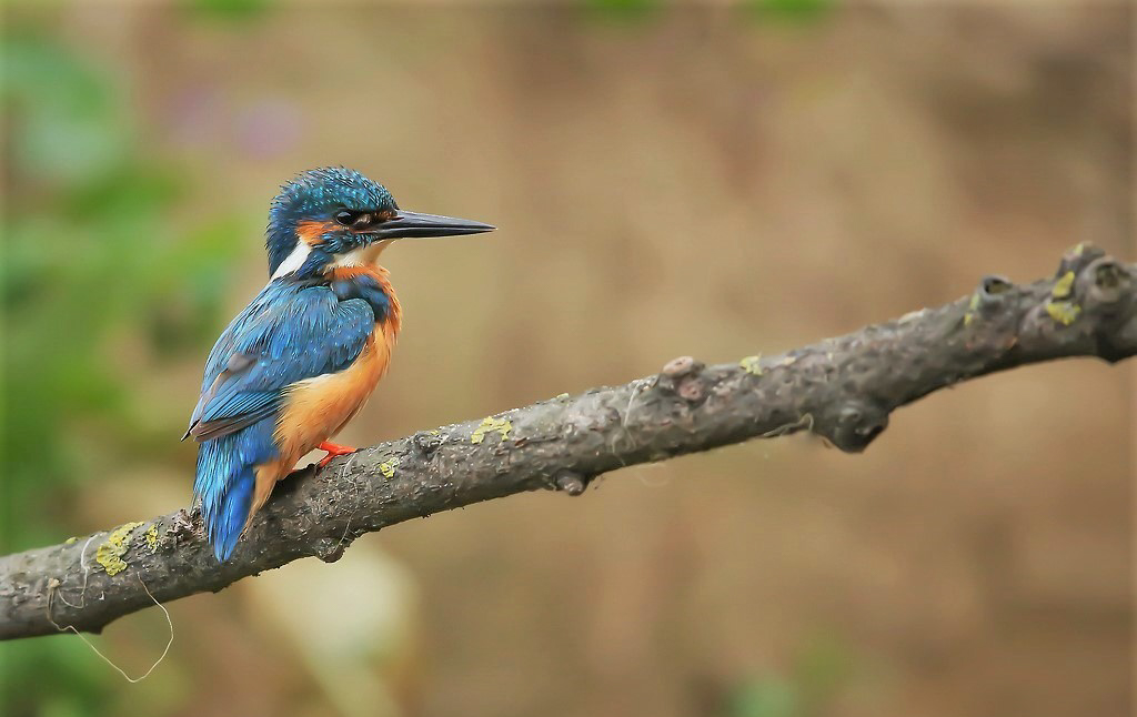 Ijsvogel mannetje