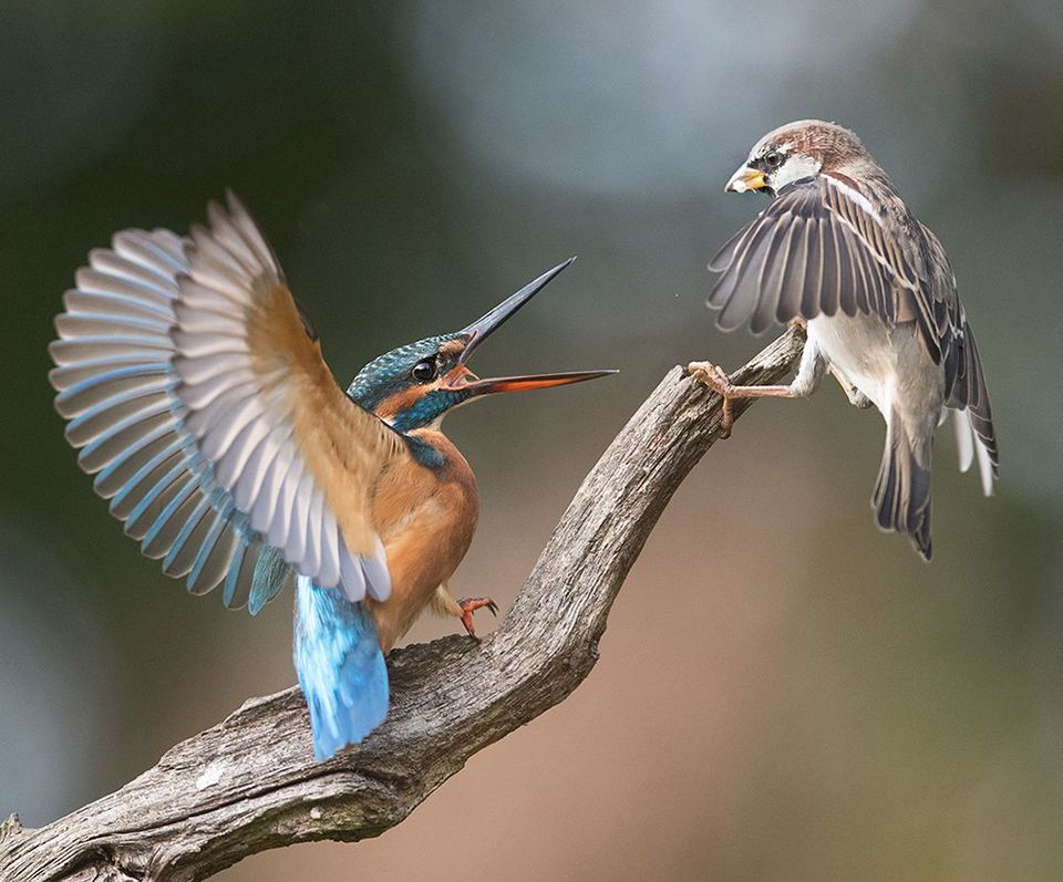 IJsvogel - Mus