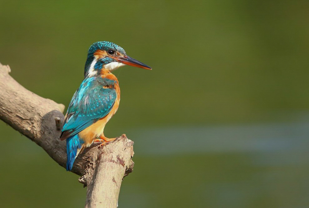 Ijsvogel vrouwtje