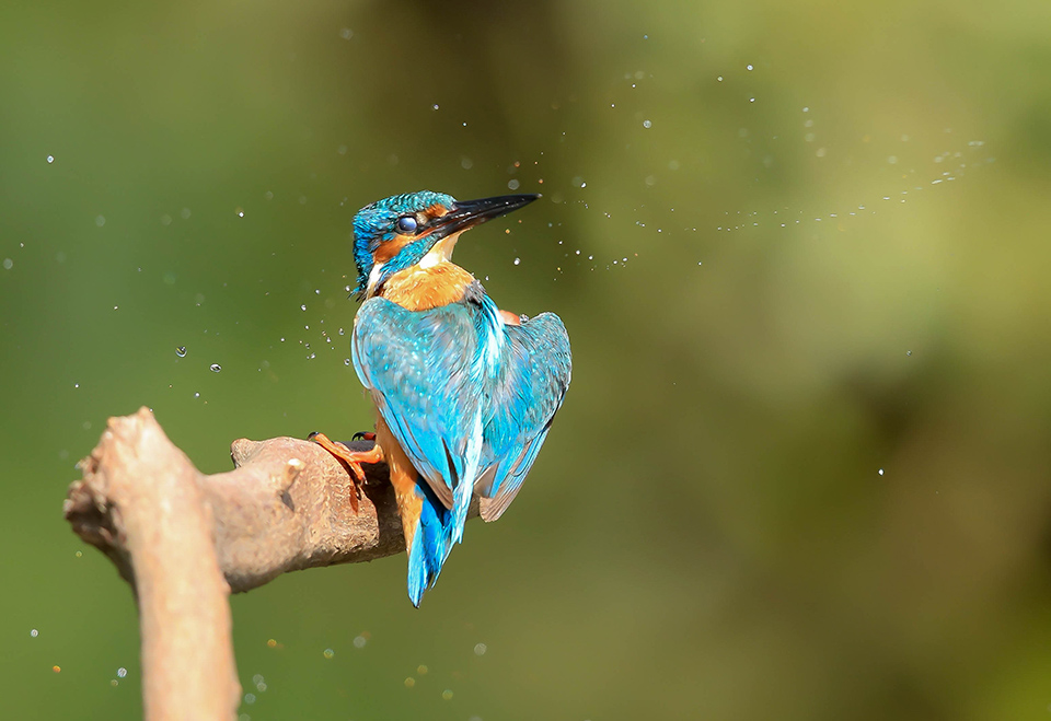 Ijsvogel poetsen  1 4000  ISO 1000 F4