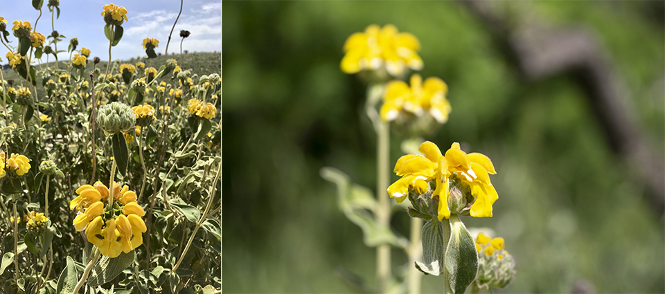 Iphone versus dslr scherptediepte. Foto's: Michelle Peeters