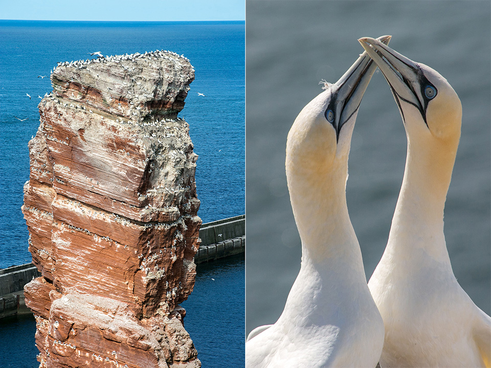 Jan-van-genten Helgoland