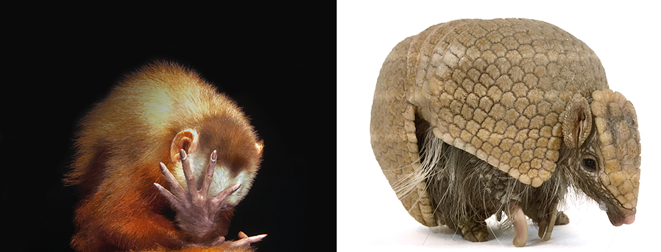 Joel Sartore Photo Arc