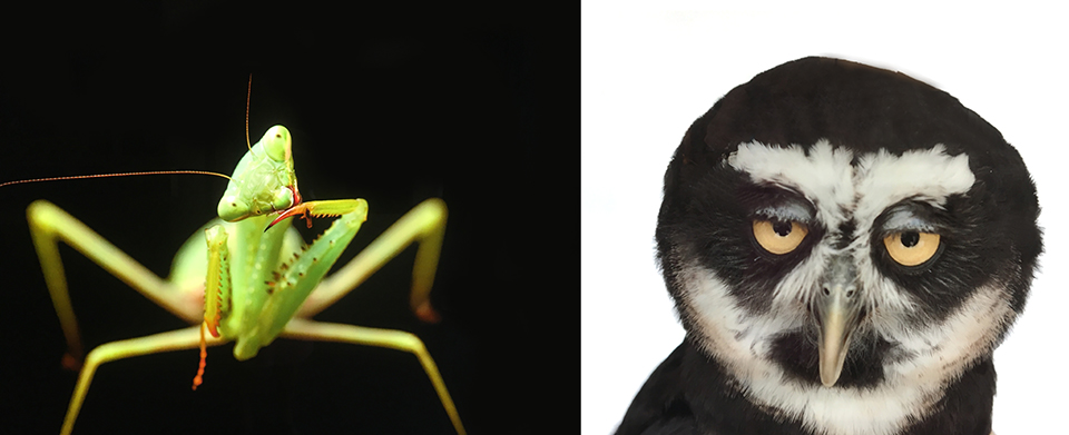 Joel Sartore - Photo Arc