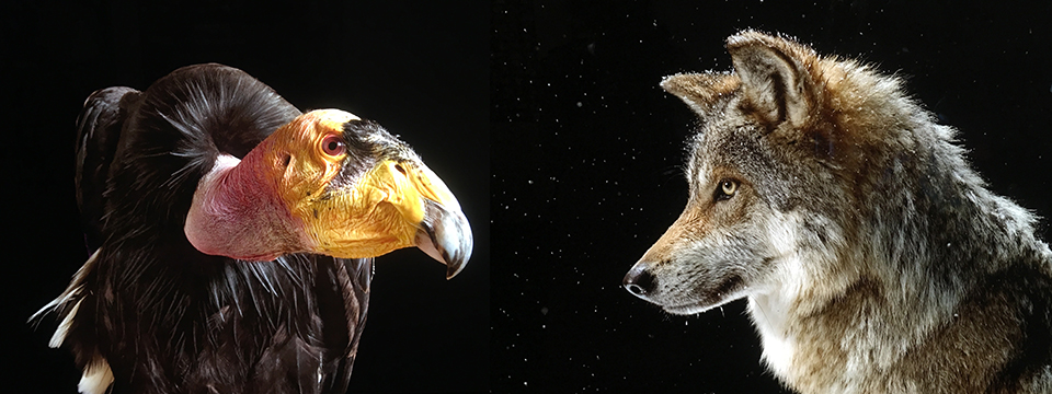 Joel Sartore - Photo Arc