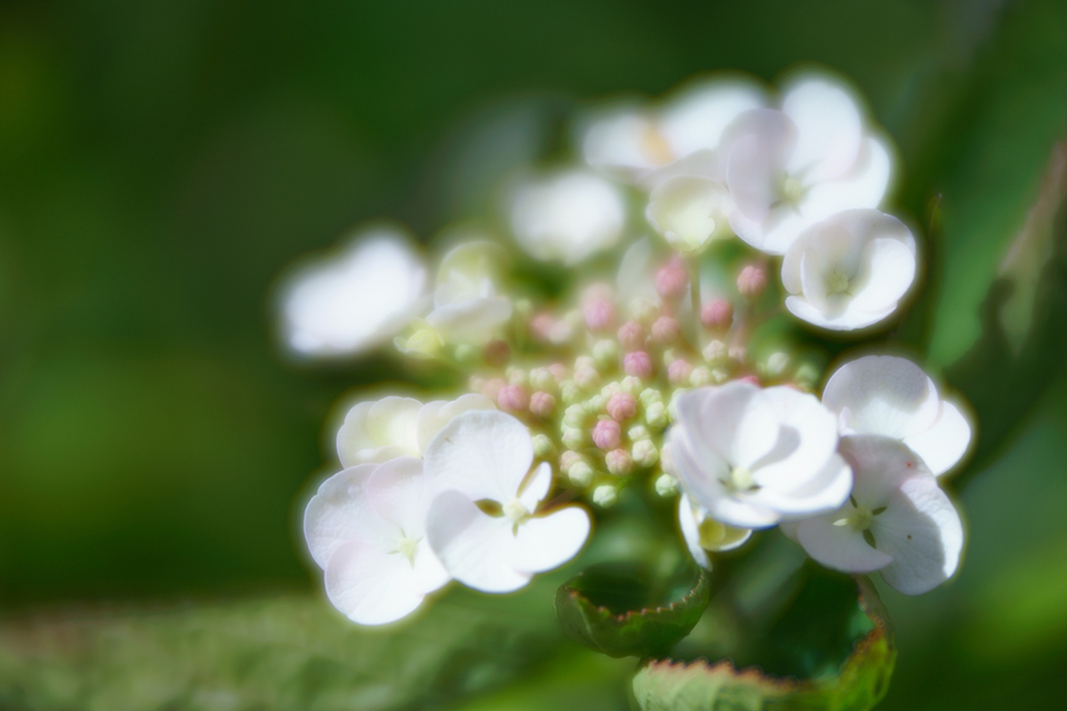 Lensbaby macrofoto