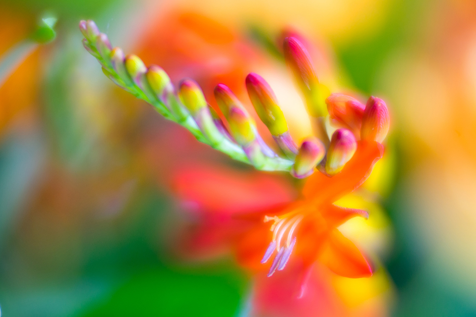 Lensbaby natuurfoto Lensbaby natuurfoto