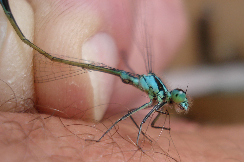 Libelle op hand Libelle op hand