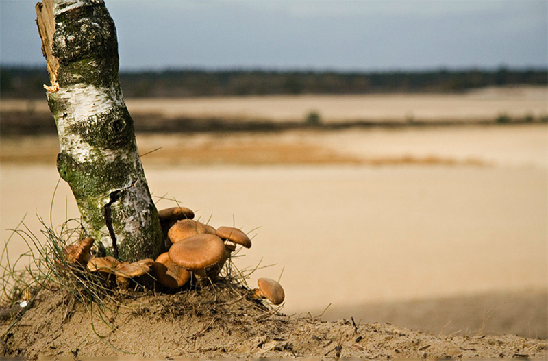 Loonse drunense duinen Loonse drunense duinen