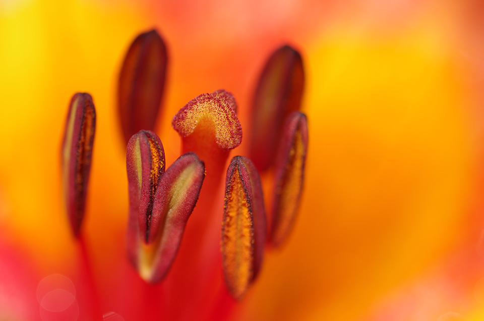 Macro bloem 1.JPG