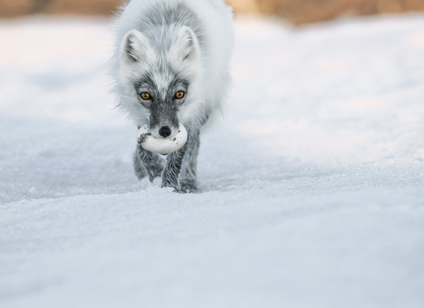 Nationalgeographic 1558300 Nationalgeographic 1558300