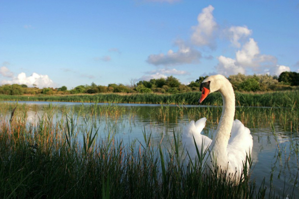 Natuurfotografie wedstrijd