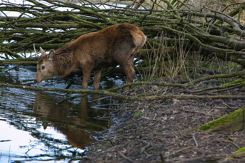 Oostvaarders plassen