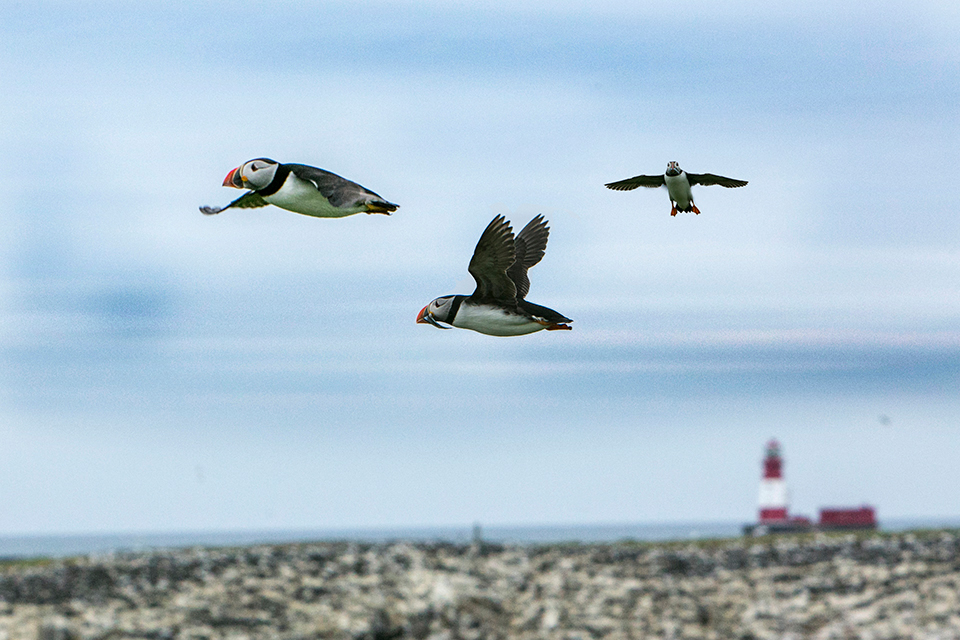 Papegaaiduikers farne eilanden uk