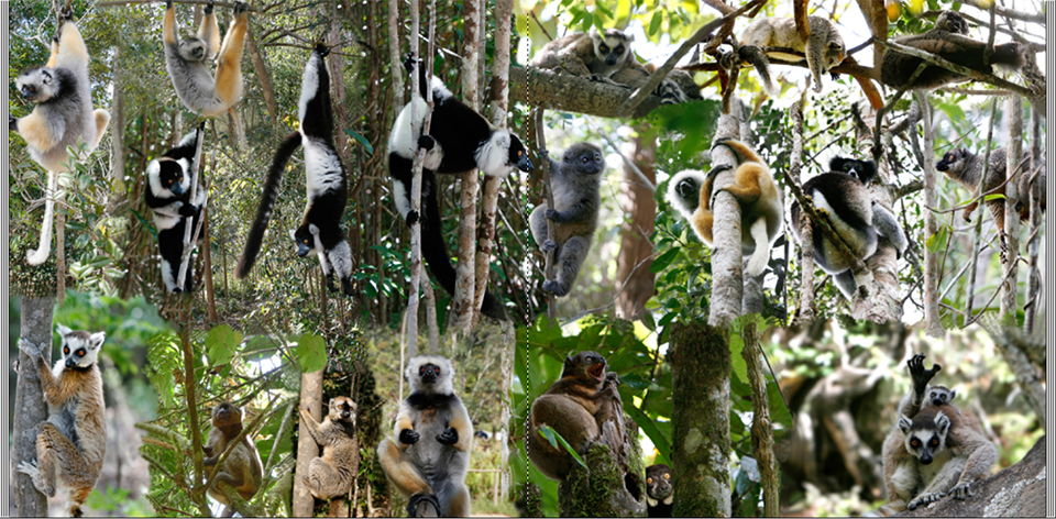 Pixum fotoboek - lemuren compilatie