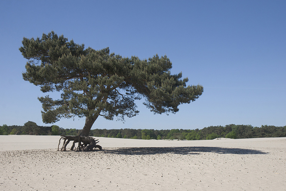 Sluipende boom. Foto: Michelle Peeters