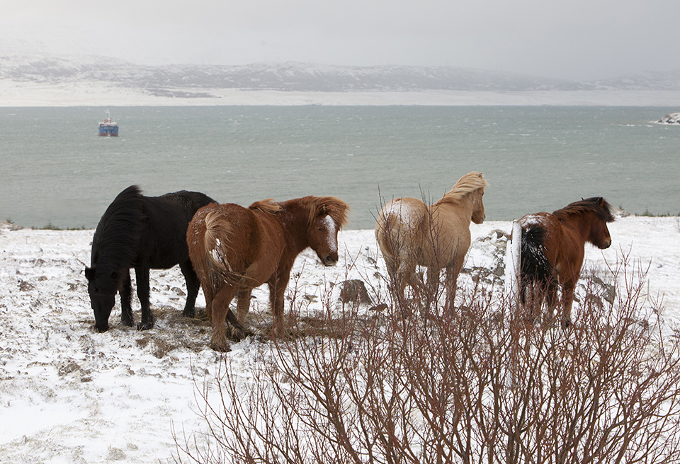 Sneeuwstorm ijsland Sneeuwstorm ijsland