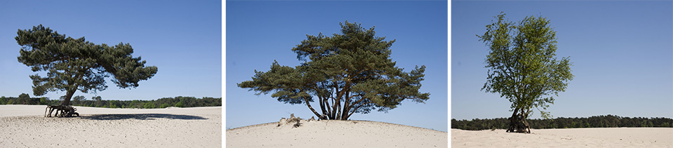 Soesterduinen