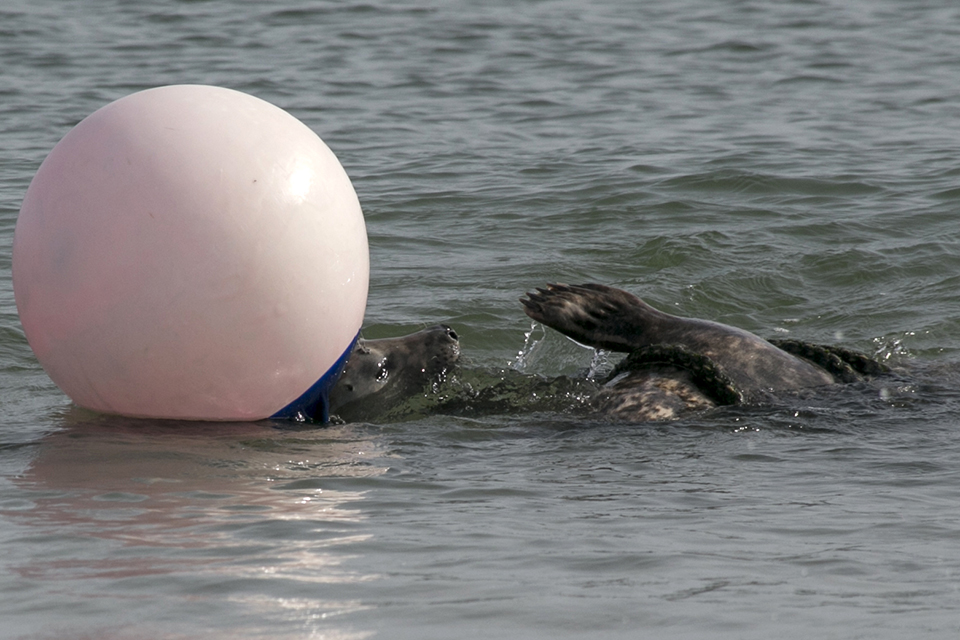 Spelende zeehond bij boei