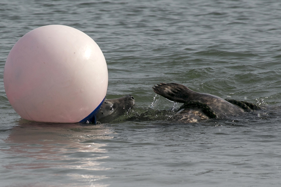 Spelende zeehond bij boei Spelende zeehond bij boei