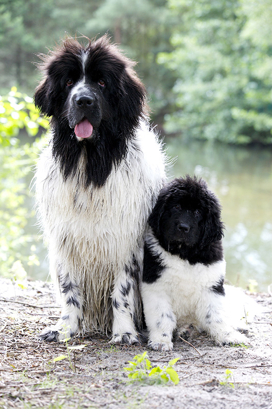 St bernards St bernards