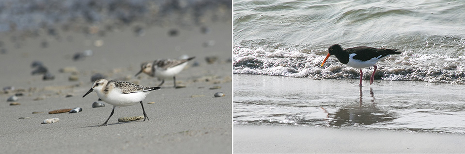 Strandlopers en Scholekster Strandlopers en Scholekster