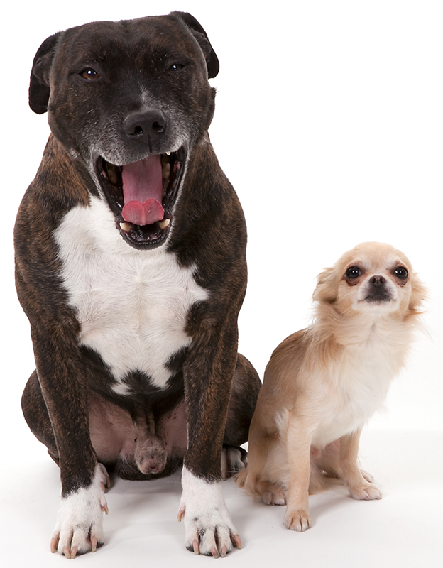 Studio foto honden Studio foto honden