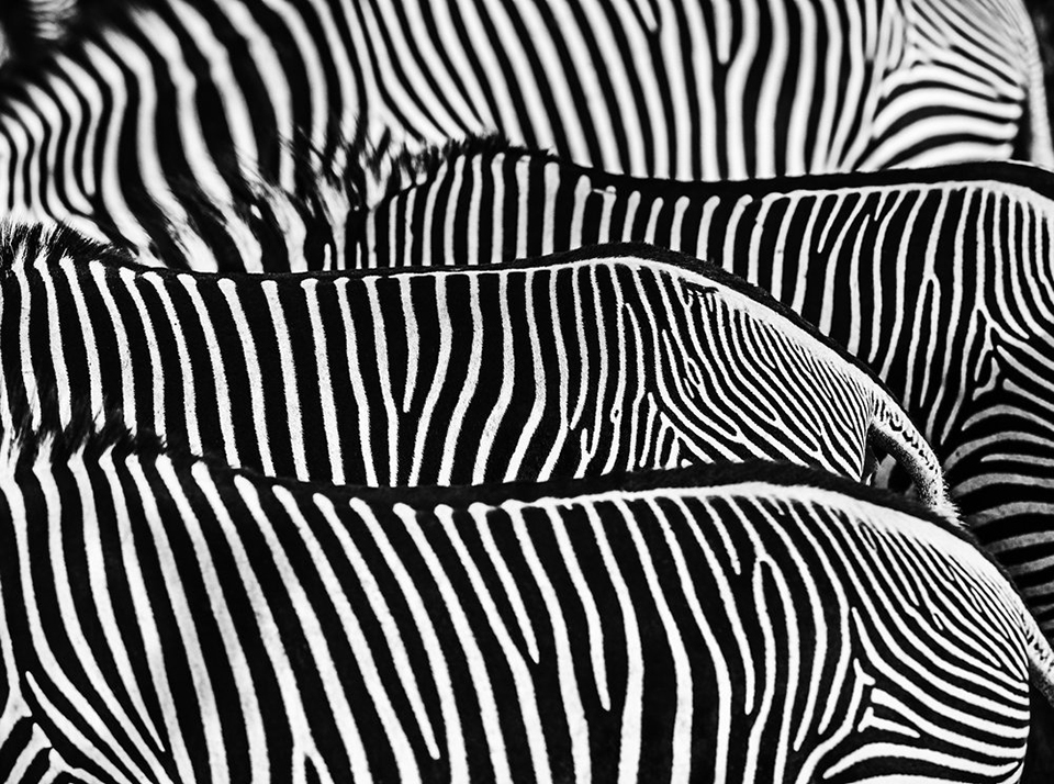 The factory - David Yarrow