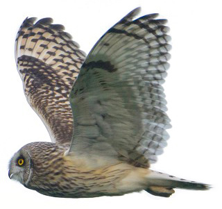Velduil short eared owl asio flammeus Daan Schoonhoven3 Velduil short eared owl asio flammeus Daan Schoonhoven3