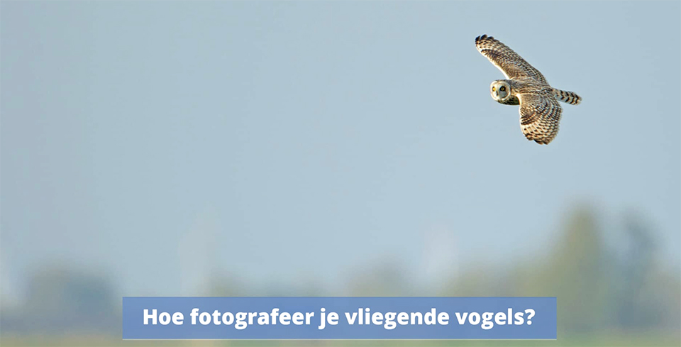 Vogels in de vlucht fotograferen