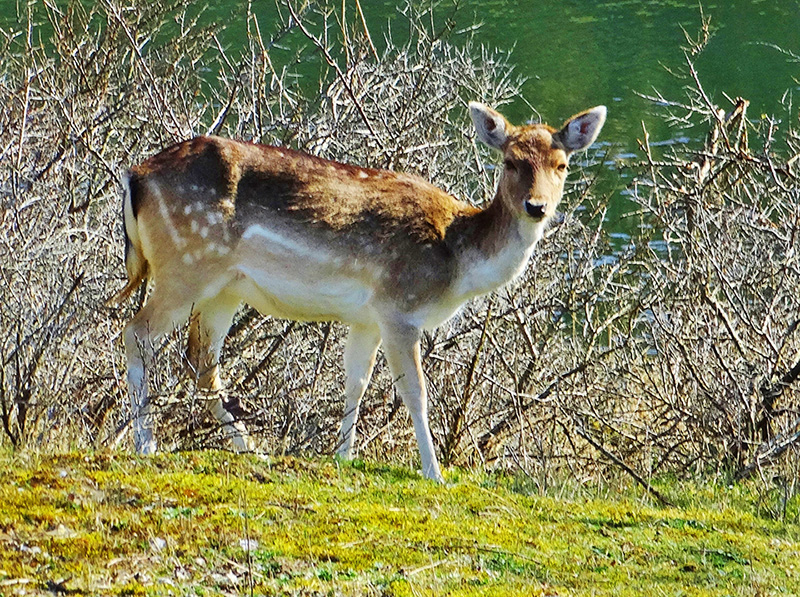 Waterleidingduinen ina huitema.jpeg