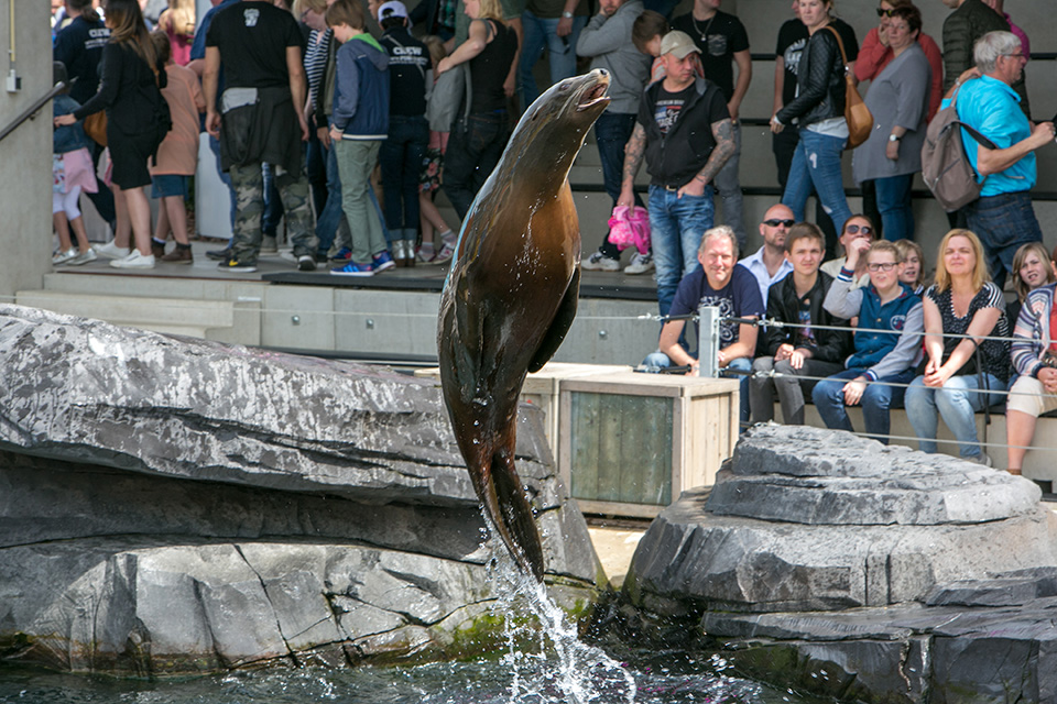 Wildlands zeehondenshow