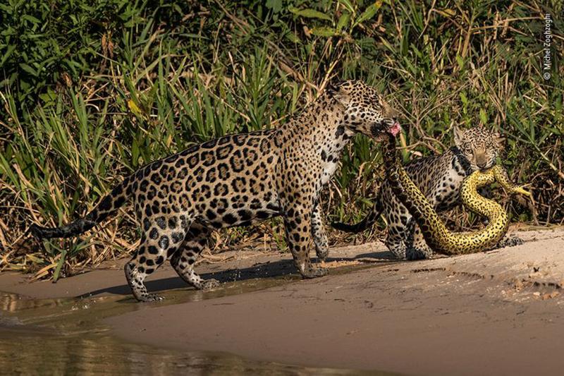 Wildlife photographer of the year 3