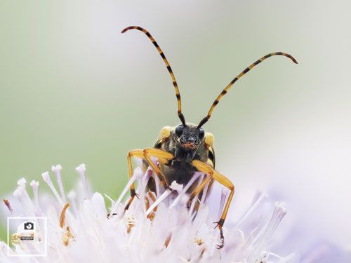 Workshop macrofotografie focus stacking