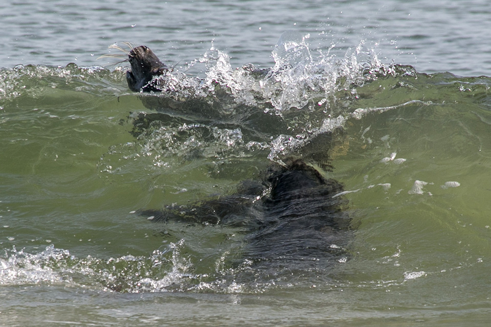 Zeehond in golf Zeehond in golf