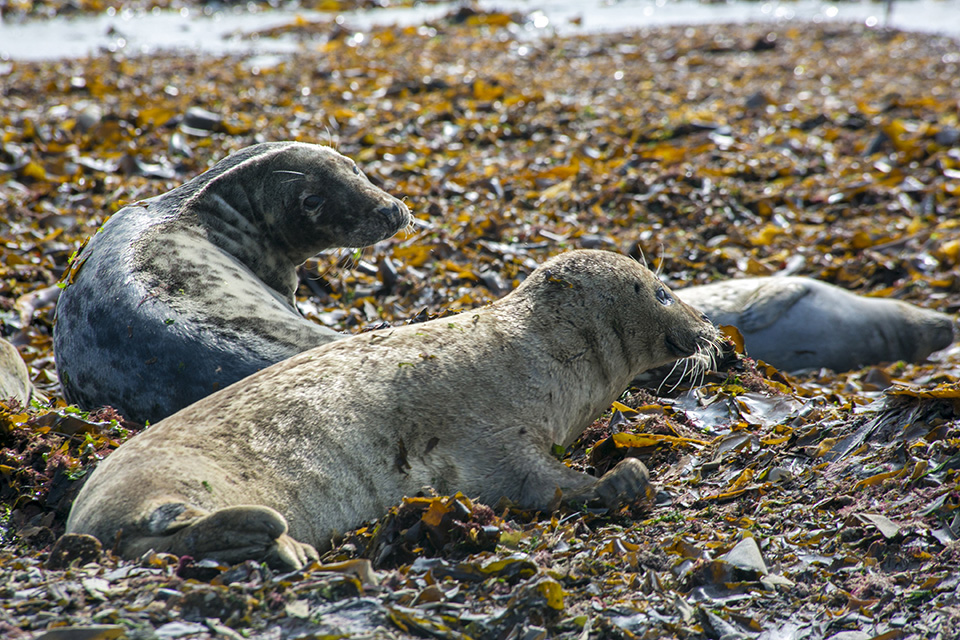 Zeehonden in wier