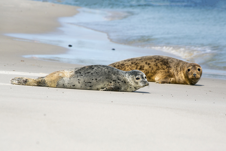 Zeehonden Zeehonden