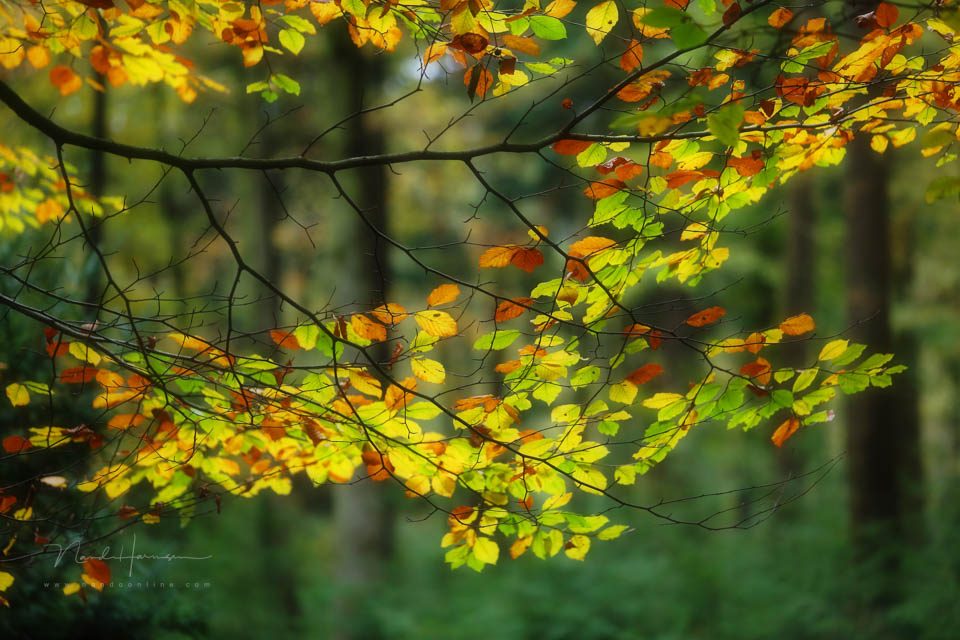 2013 nando kleine scherptediepte 2