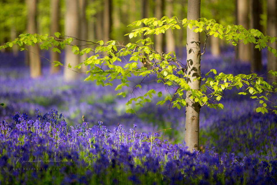 2014 nando kleine scherptediepte 2