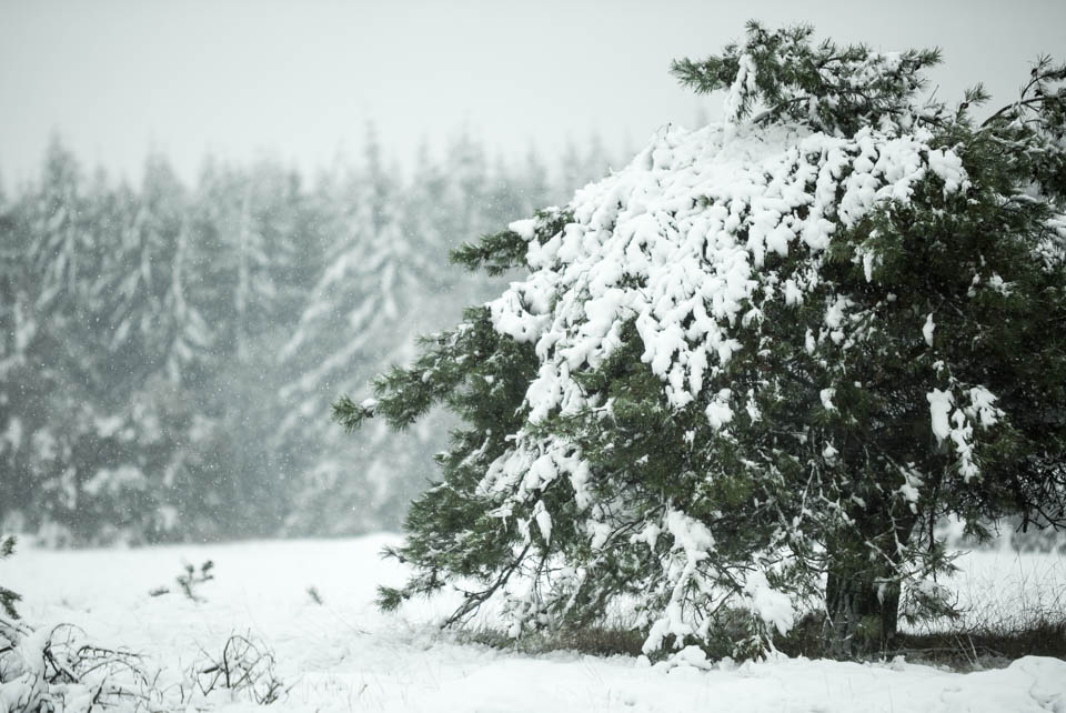 2014 nando kleine scherptediepte 3