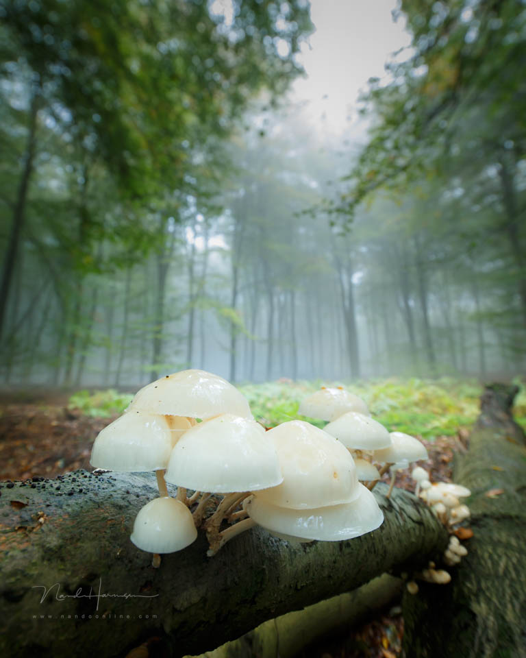 2016 nando kleine scherptediepte